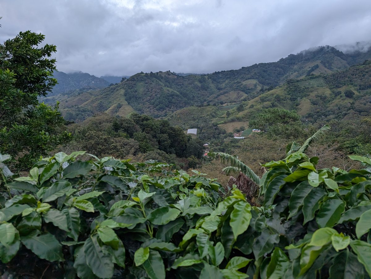 Les montagnes d'Ocotepeque, à l'ouest du Honduras, où se trouve la finca Cascaritas
