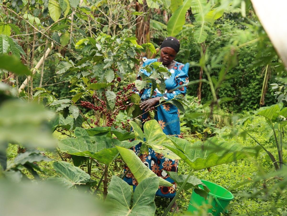 Caféiers cultivés sous ombrage sur les pentes du mont Elgon, Ouganda