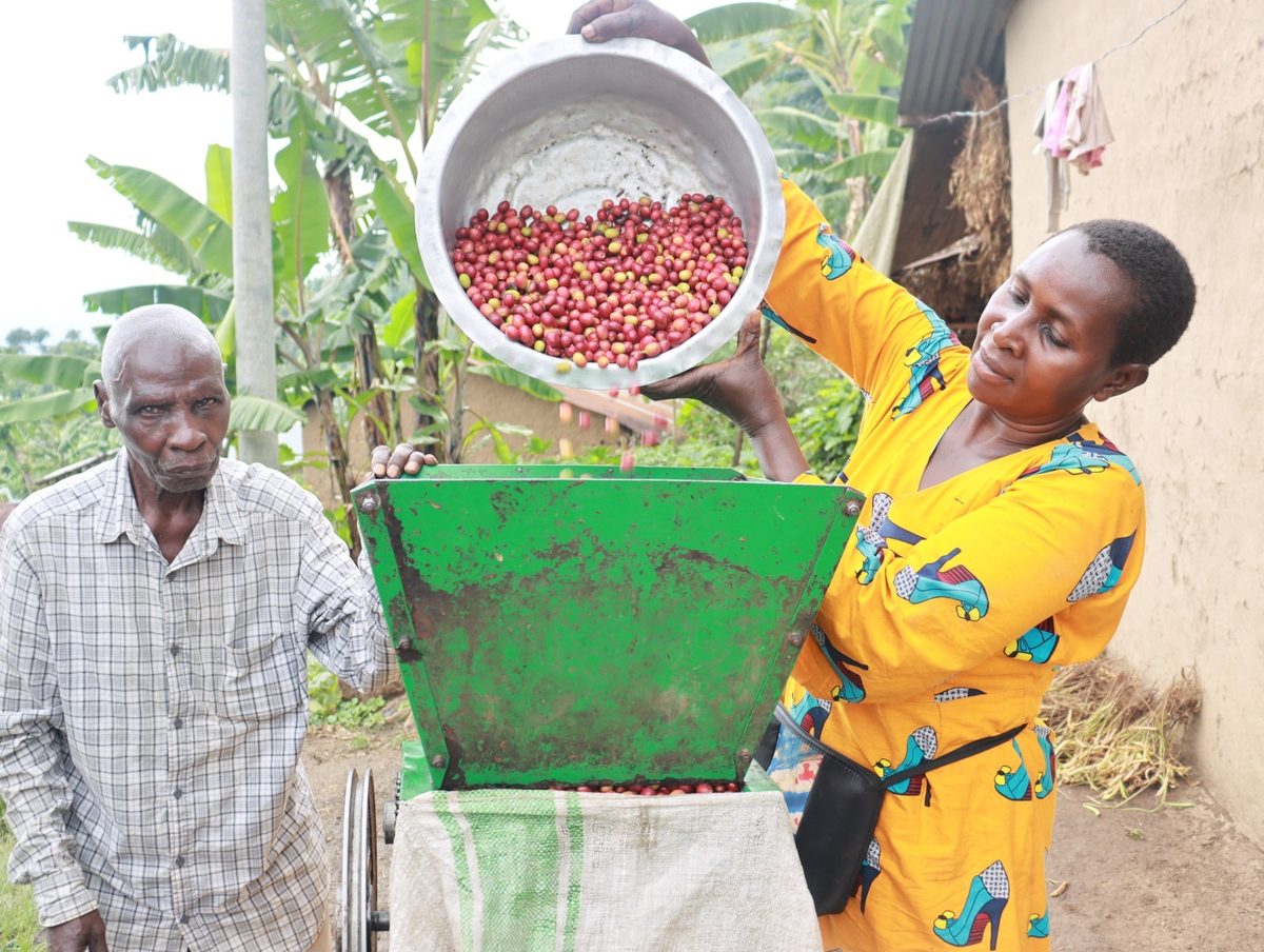 Dépulpage des cerises de café à Bufumbo, district de Mbale, Ouganda