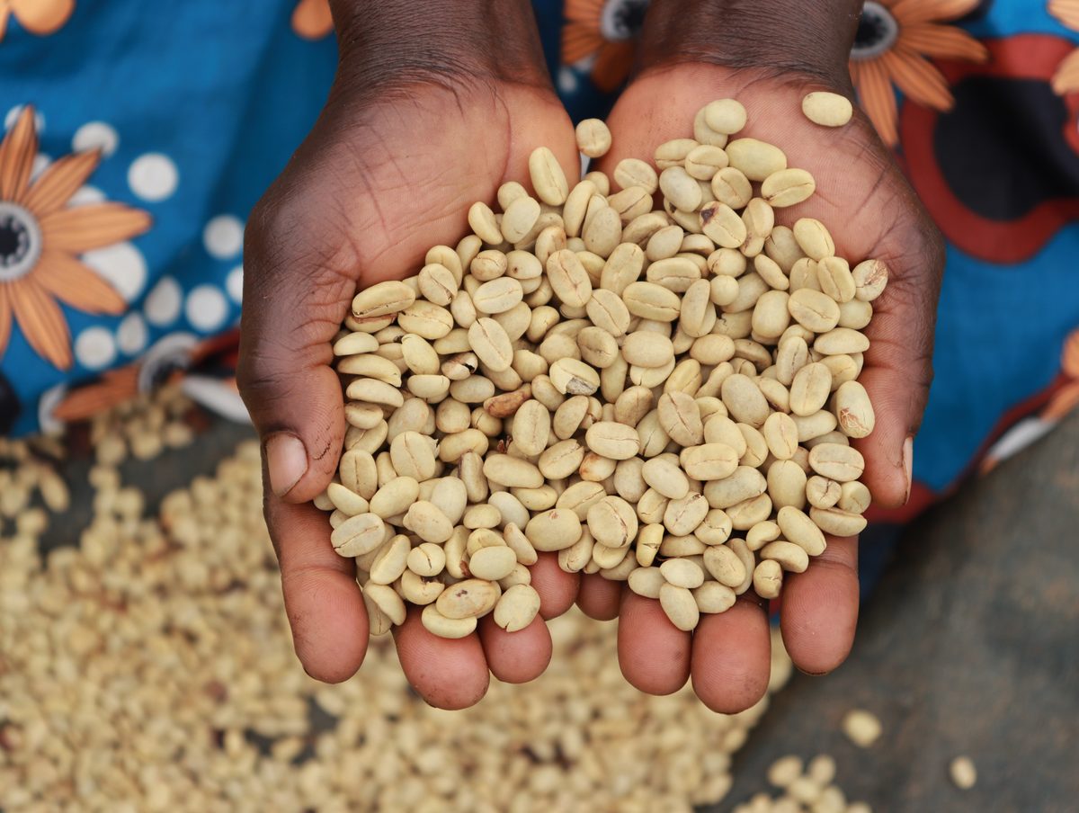 Grains de café vert lavé du Bugisu, Ouganda, après séchage