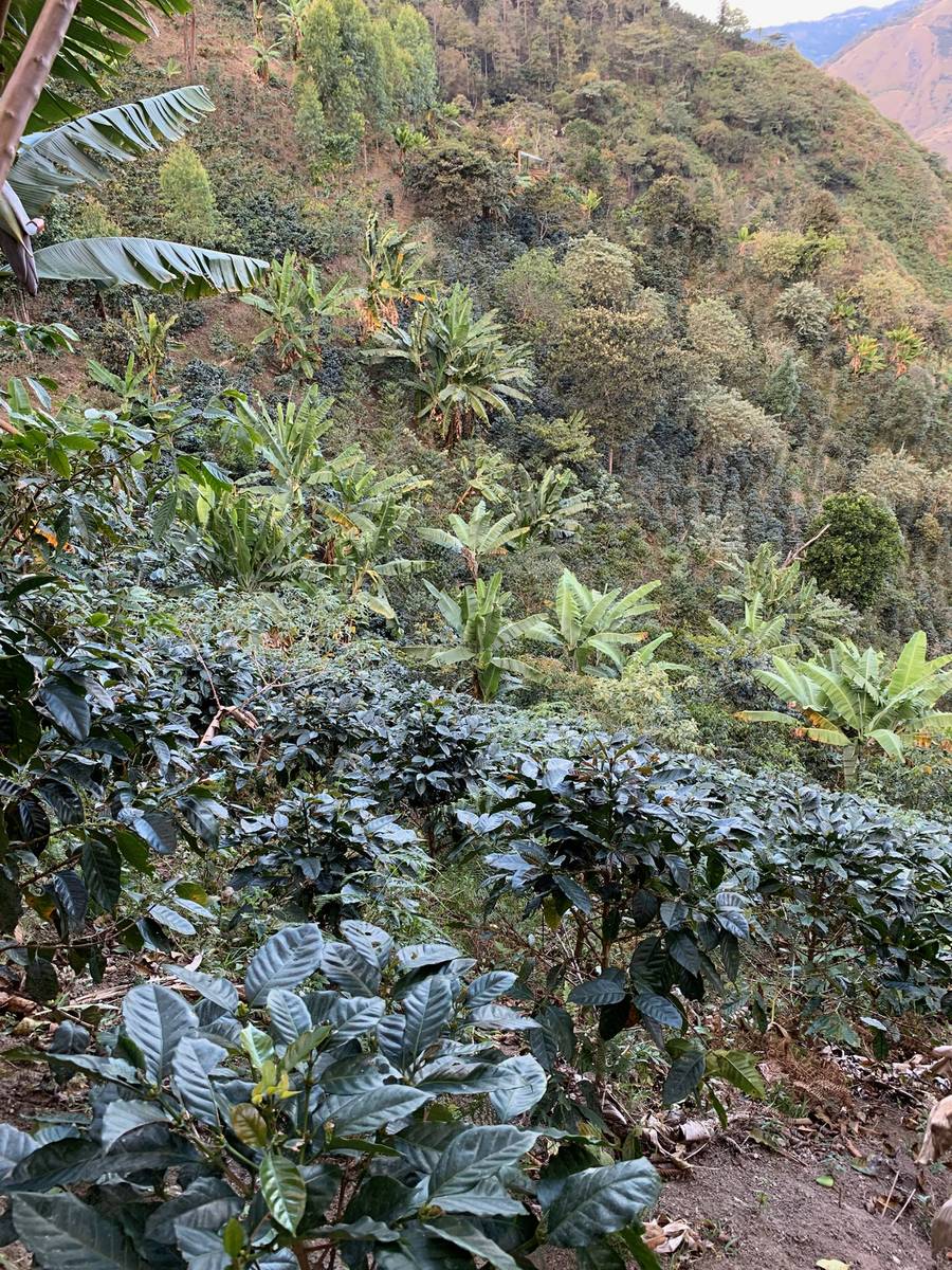 Parcelle de café en forte pente dans les Andes du nord, Cajamarca, Pérou