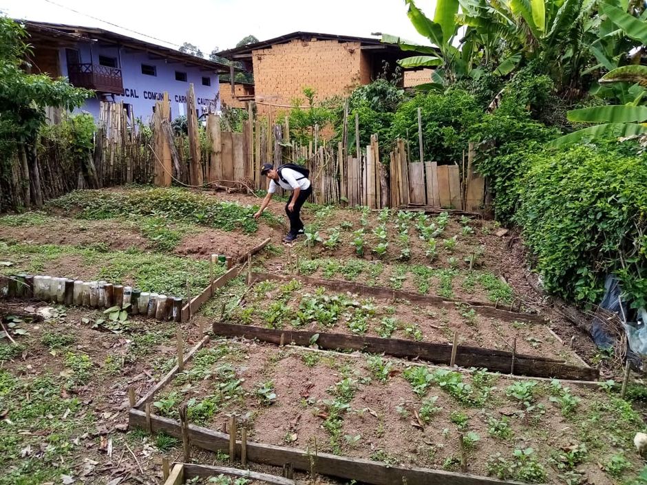 Pépinière de jeunes plants de café à Cajamarca, Pérou