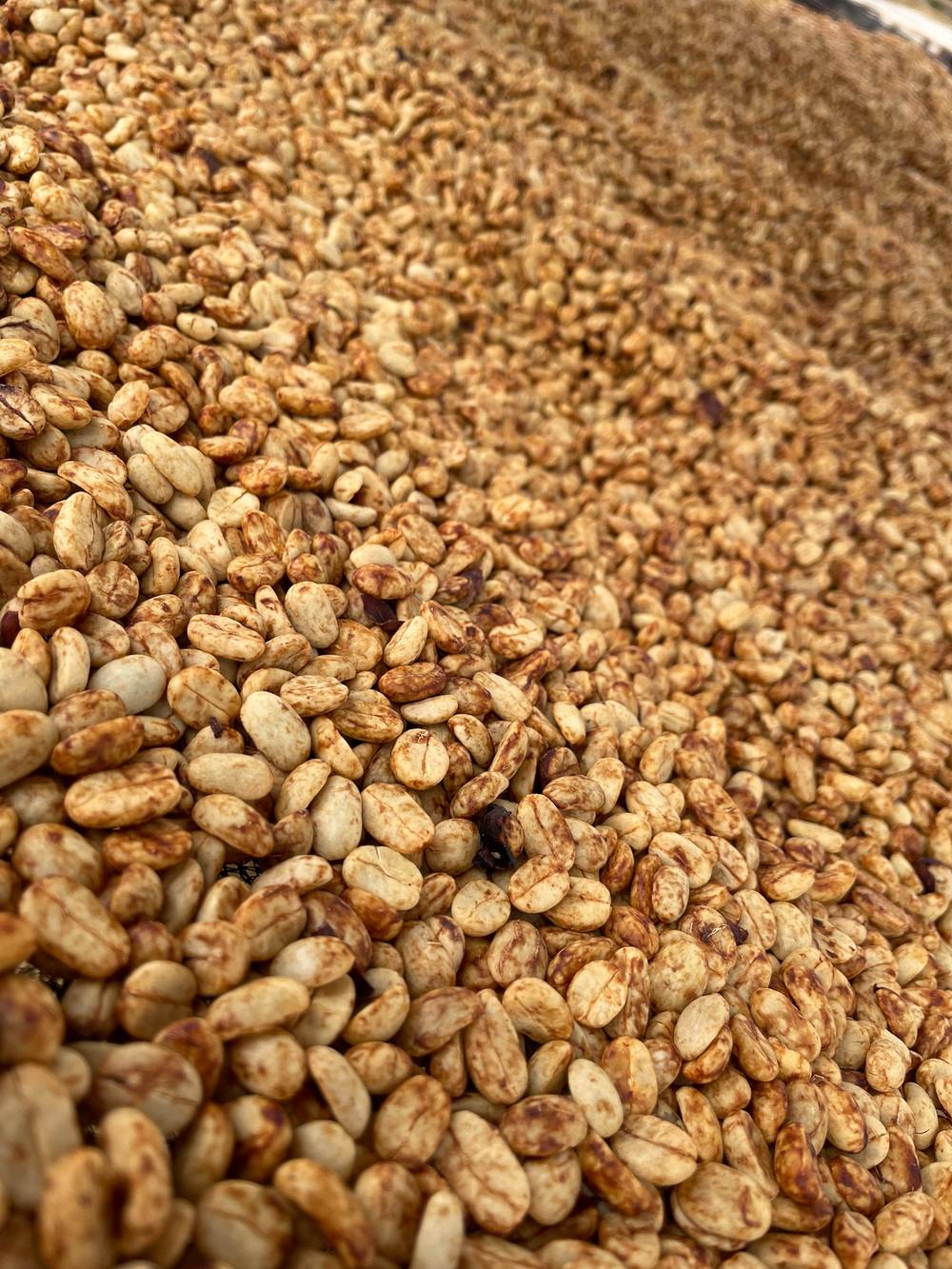 Café en parche après lavage, station de Rutsiro, Rwanda