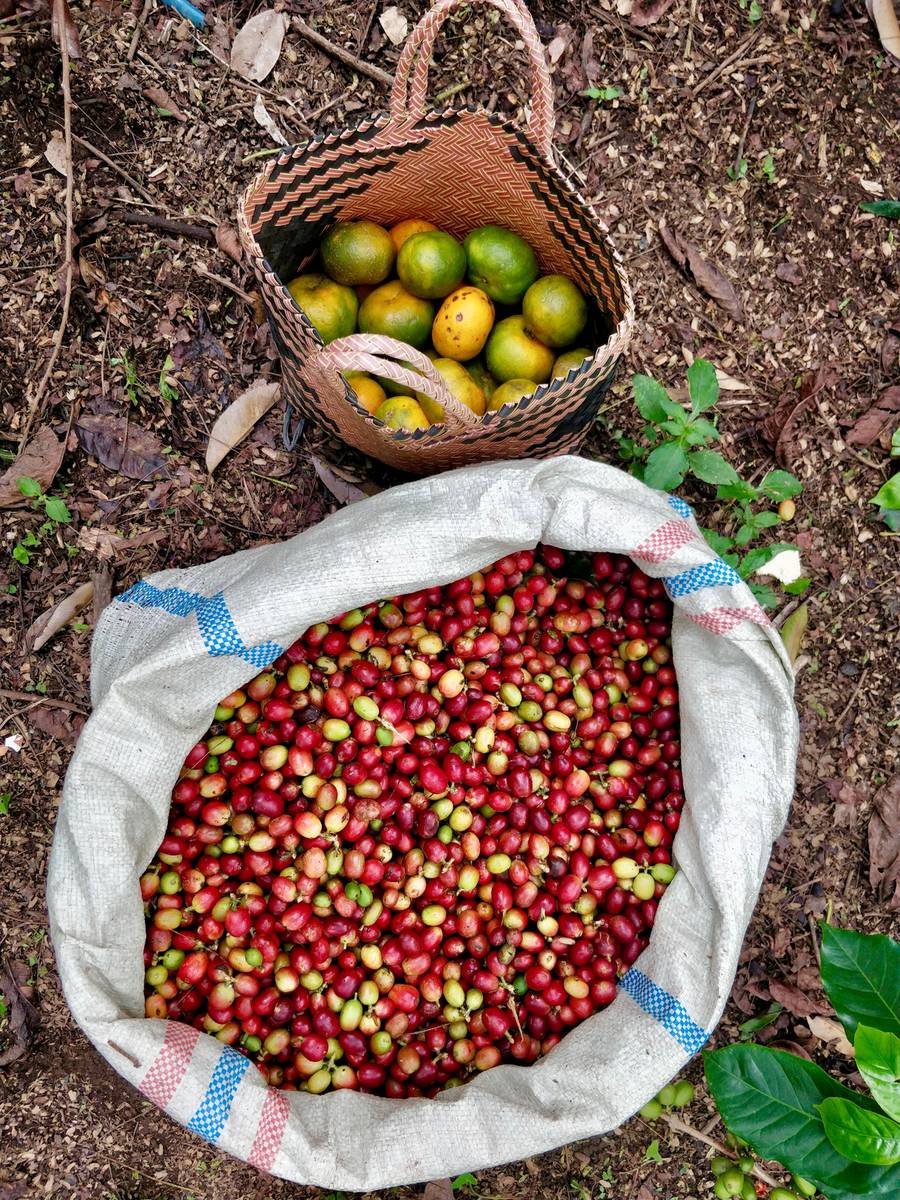 Panier de cerises de café fraîchement récoltées, hauts plateaux Gayo, Indonésie