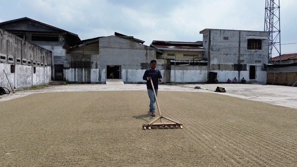 Grand patio de séchage du café de la coopérative, Bener Meriah, Sumatra