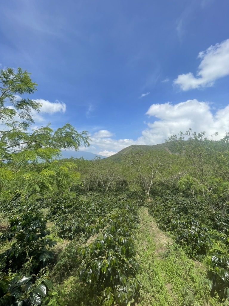 Plantation de café sur les hauts plateaux Gayo, province d'Aceh, Sumatra