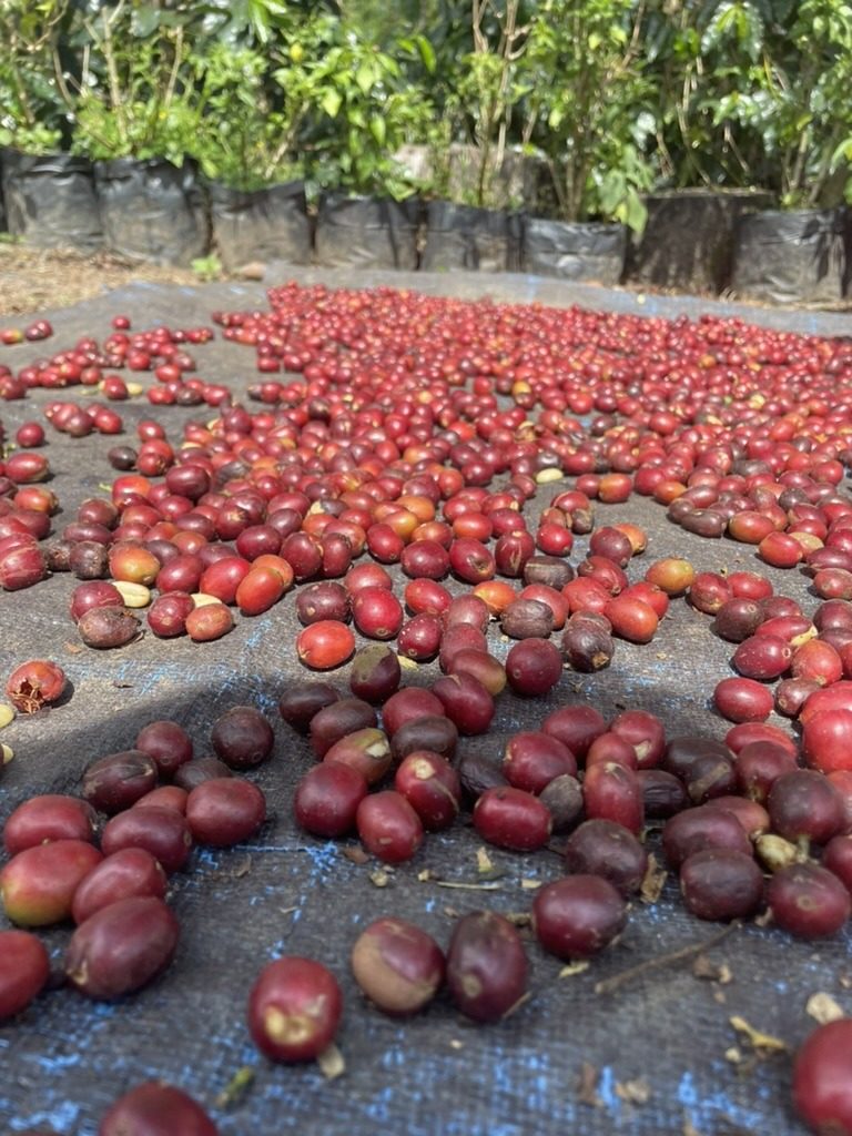 Cerises de café en séchage nature sur bâche, Aceh, Sumatra